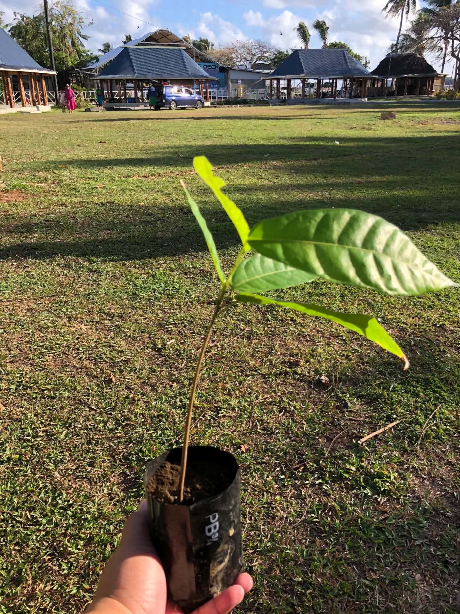 A tree seedling held up on the grass at the Mental Health Awareness Walk